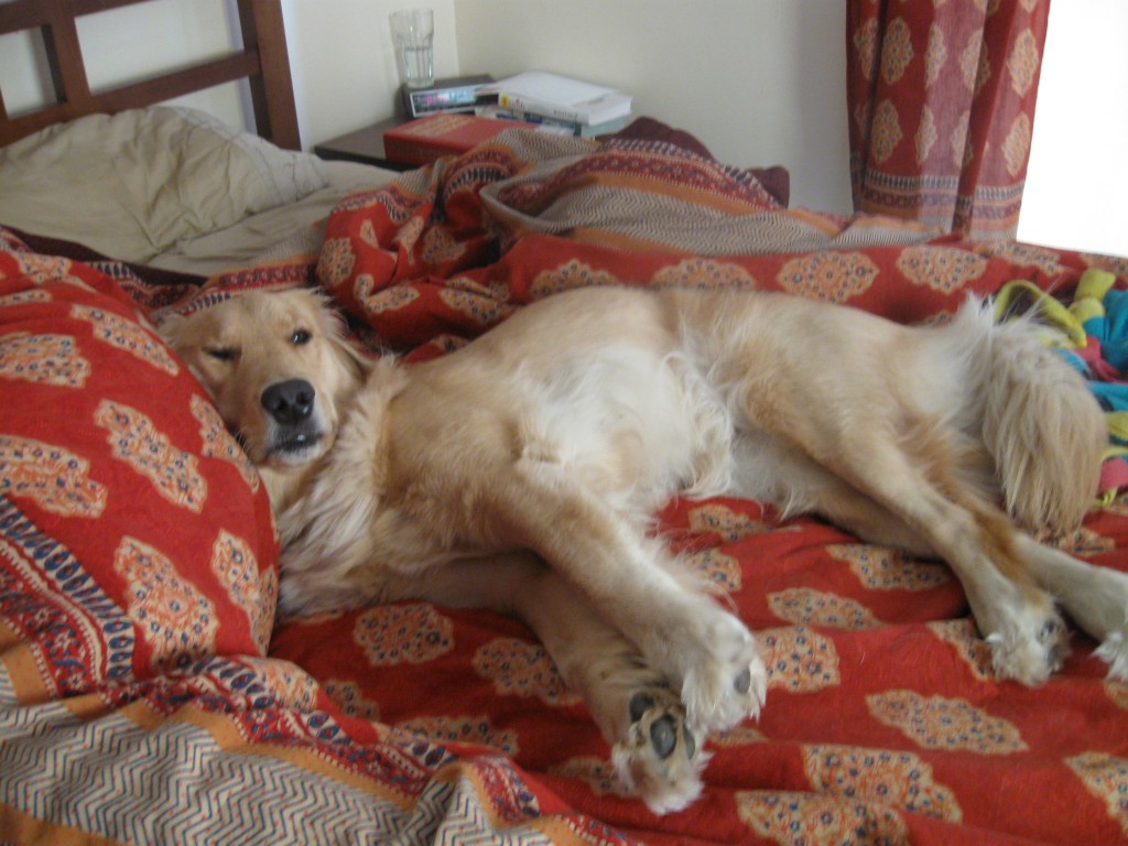 Labrador in bed