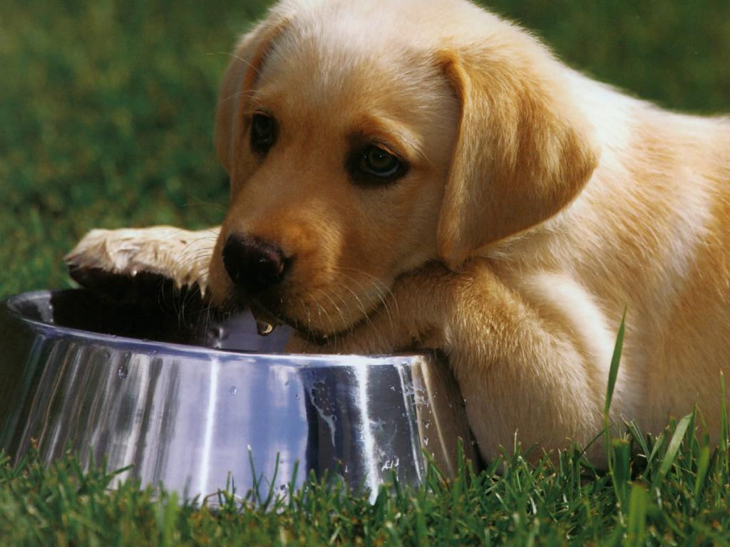 Puppy with a cup