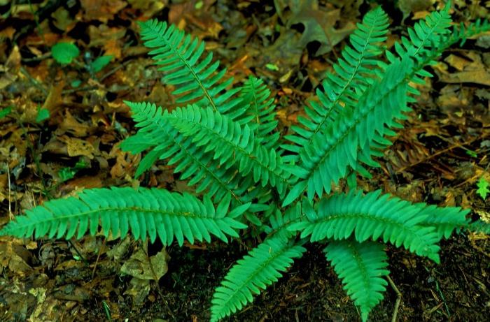 fern planting and care