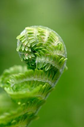 fern in the garden planting