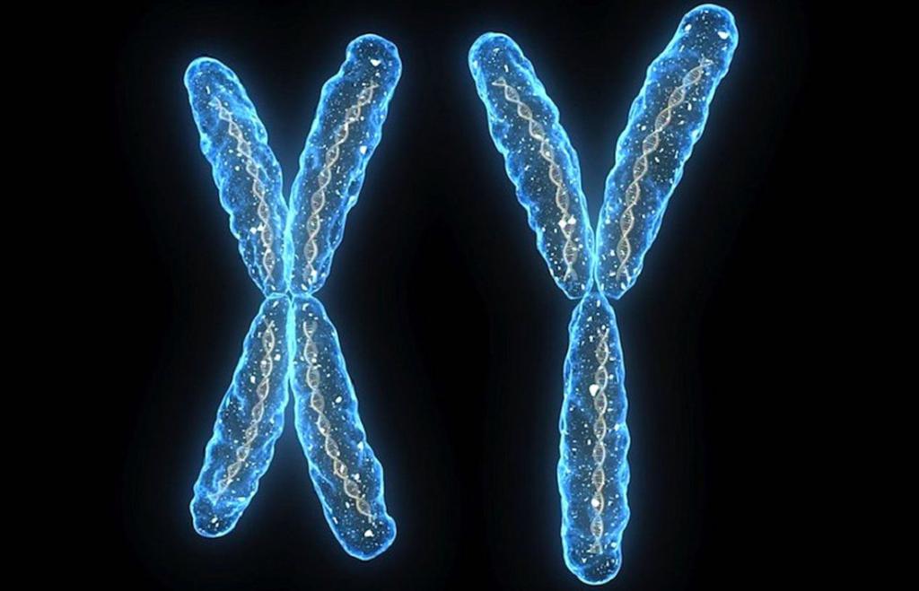 негомологичные хромосомы