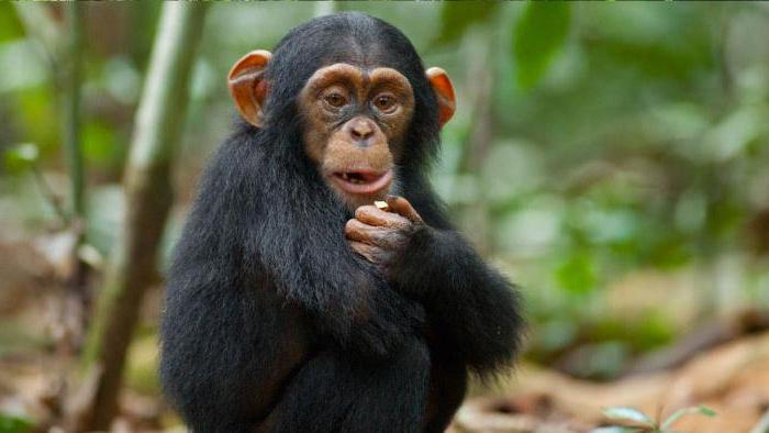 шимпанзе род