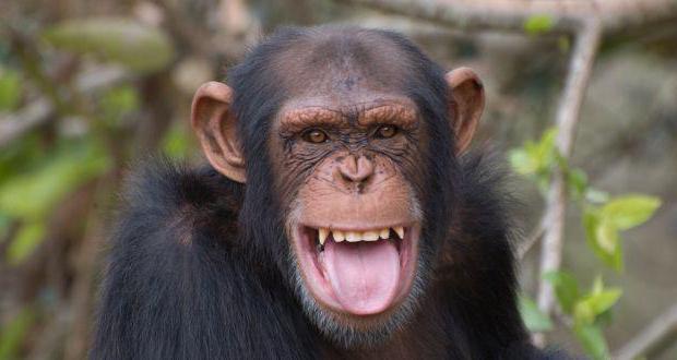 шимпанзе какой род