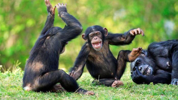 шимпанзе род существительного