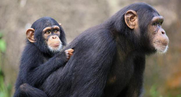определить род шимпанзе