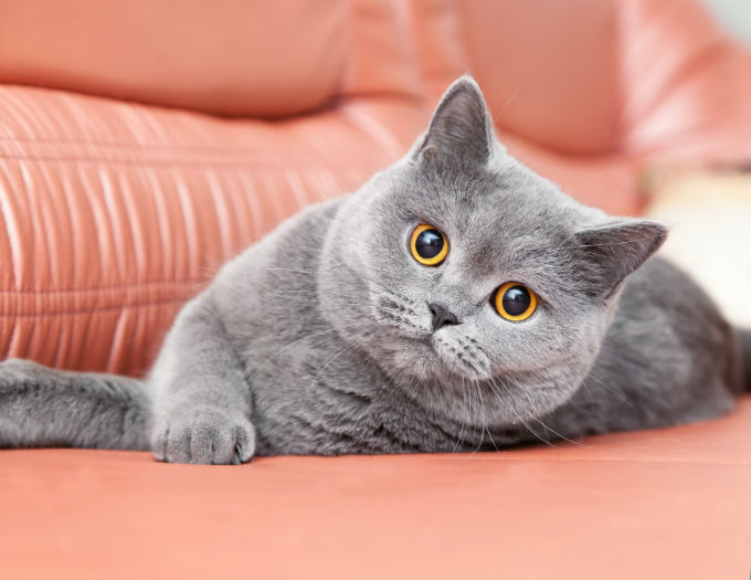 gray british cat