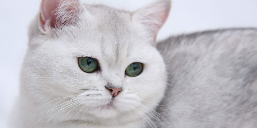 white british cat