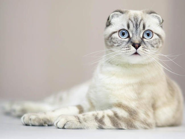 Сколько лет живут нерожавшие кошки?