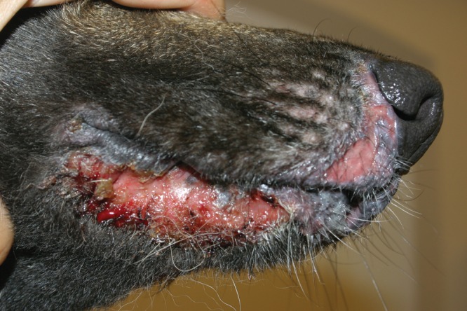 Антибиотики для собак при кожных заболеваниях