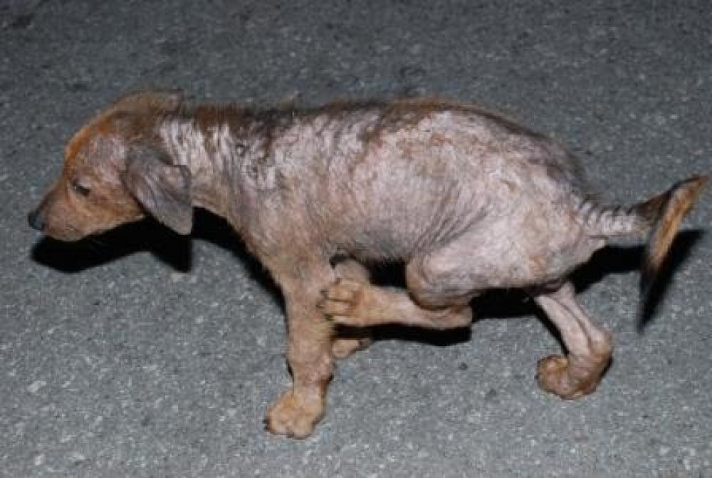 Dog Skin Diseases: Symptoms