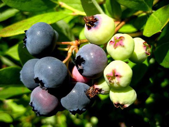 blueberries Blucrop variety description features