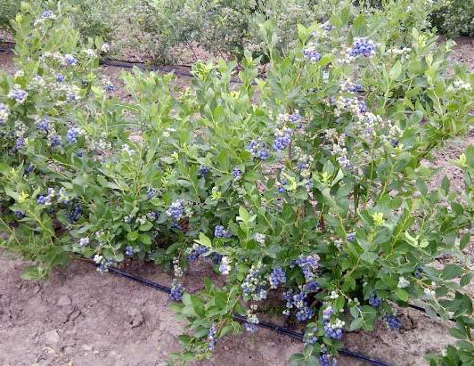 blueberries Blucrop variety description North