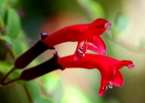 цветок эсхинантус размножение 