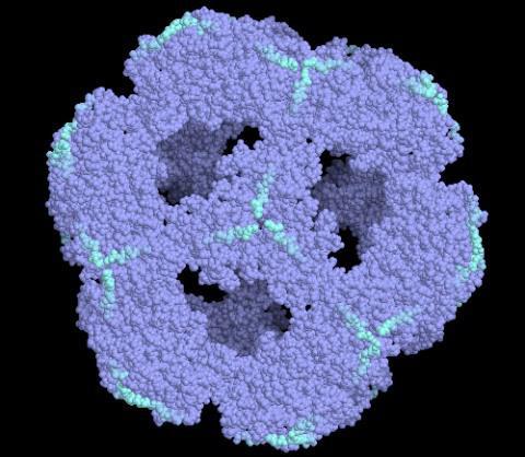 pyruvate dehydrogenase complex