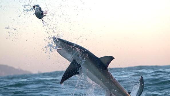 обитают ли акулы в Каспийском море 