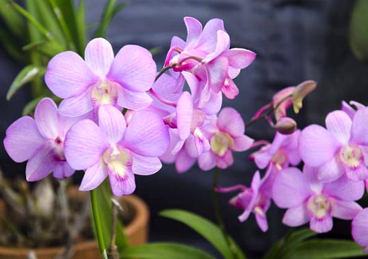 лиловая орхидея