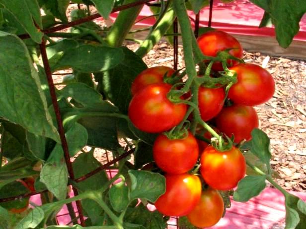 удобрение суперфосфатом томатов