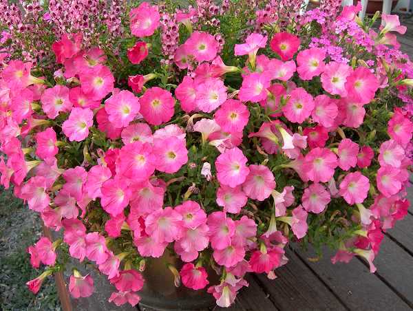 pink petunia