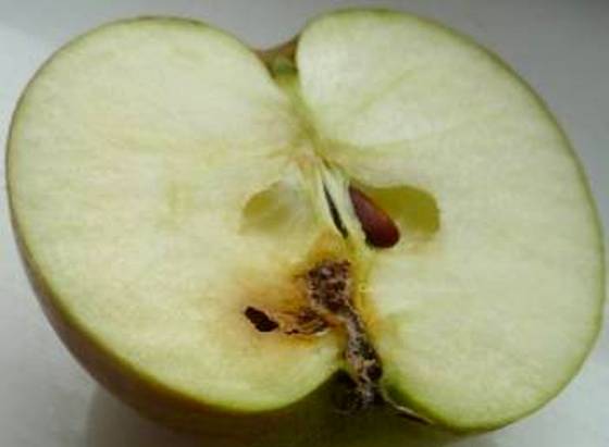 how to treat apple trees during flowering