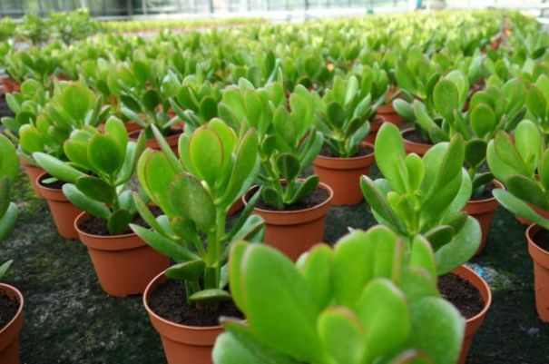 Crassula reproduction by cuttings in water