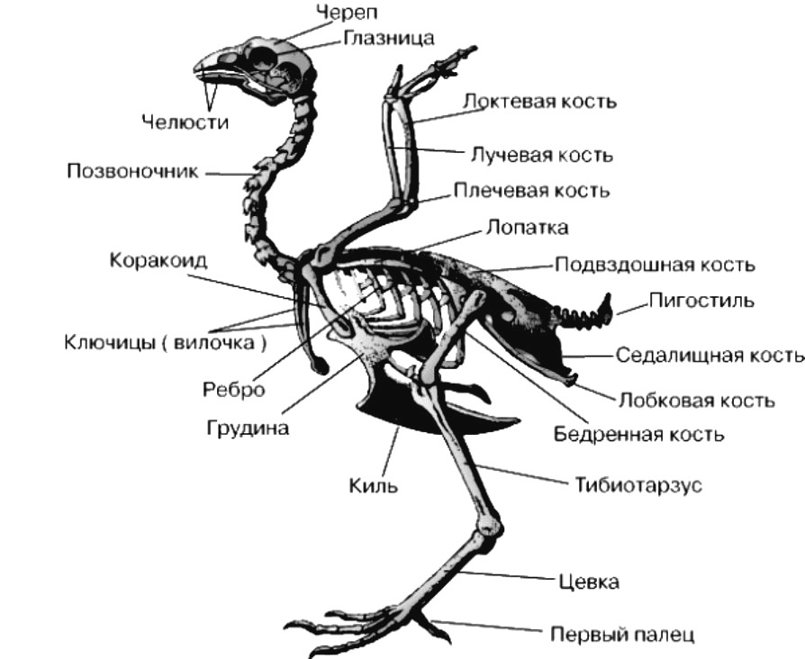 Вырост грудины киль. Строение скелета голубя. Строение костного скелета птицы. Строение кости скелета птицы. Скелет птицы спереди.