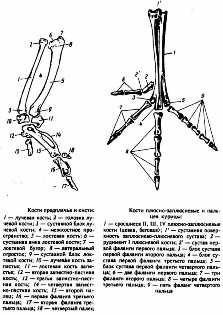 Трубчатые кости у курицы фото