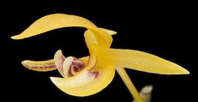 Orchids drop buds