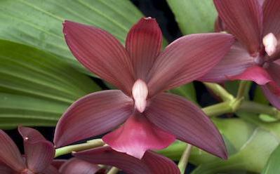 Orchid Phalaenopsis. Buds fall