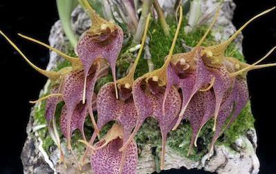 Orchids dry buds