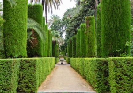 Conifers in landscaping