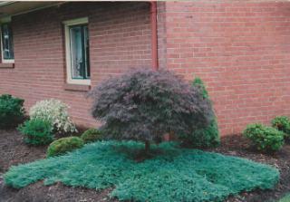 Coniferous compositions in landscape design