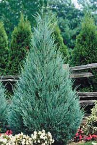 Conifers in landscaping