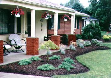 Coniferous trees in landscaping