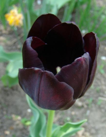 Черный тюльпан отзывы. Блонд черный тюльпан. Костюм черного тюльпана. Чёрный тюльпан (Норильск). Цвет черный тюльпан.
