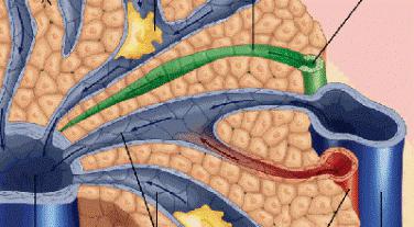 structure of internal organs