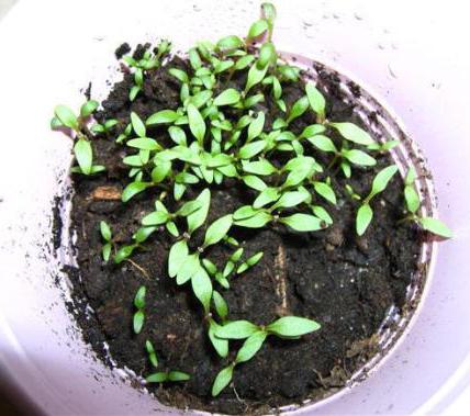 шпинат земляничный выращивание из семян