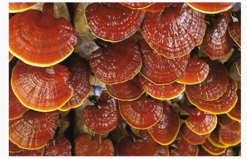 Natural ganoderma spore способ применения