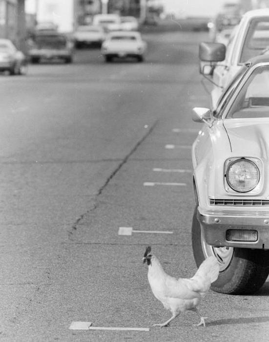 анекдот зачем курица перешла дорогу