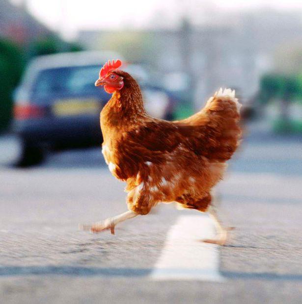 зачем курица переходит дорогу