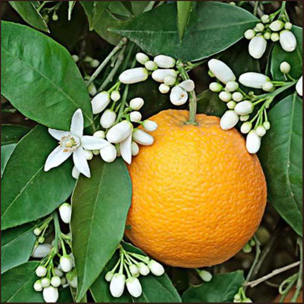 цветок апельсина