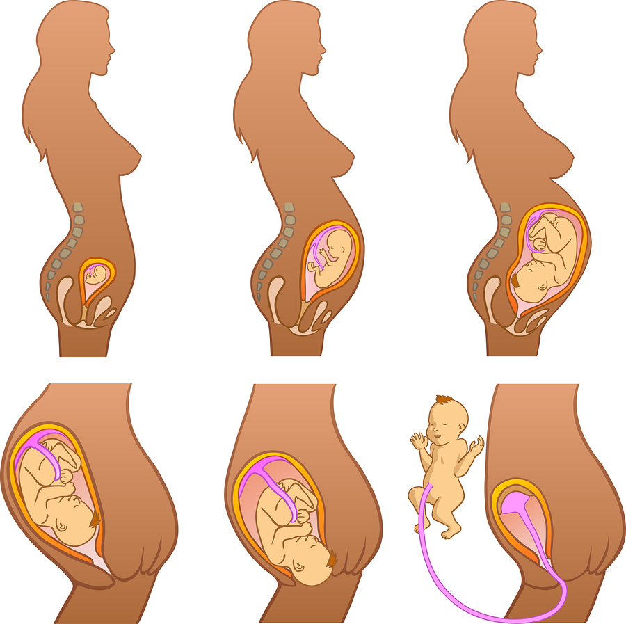 Перемены женской матки при беременности