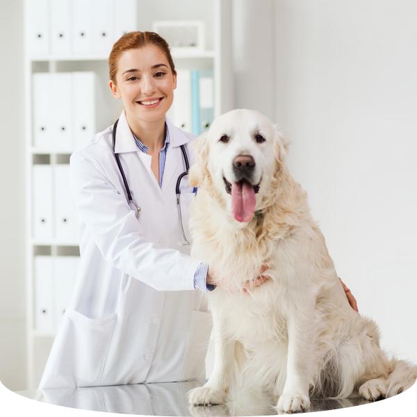 собака на приеме у врача