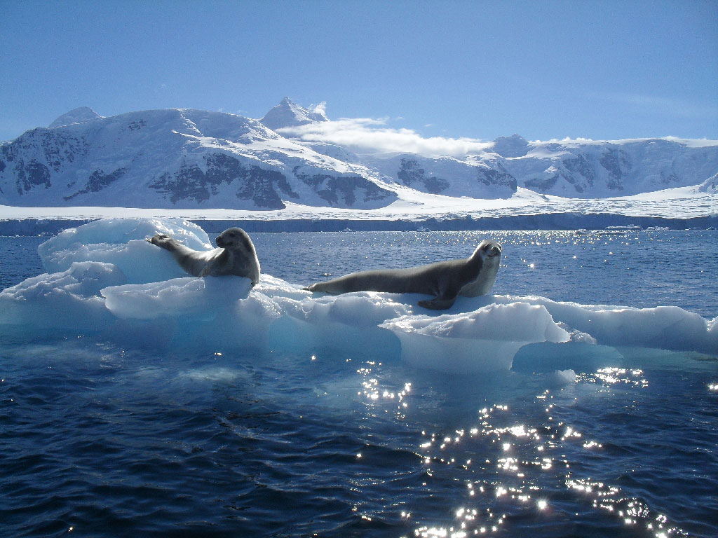 тюлени на льду