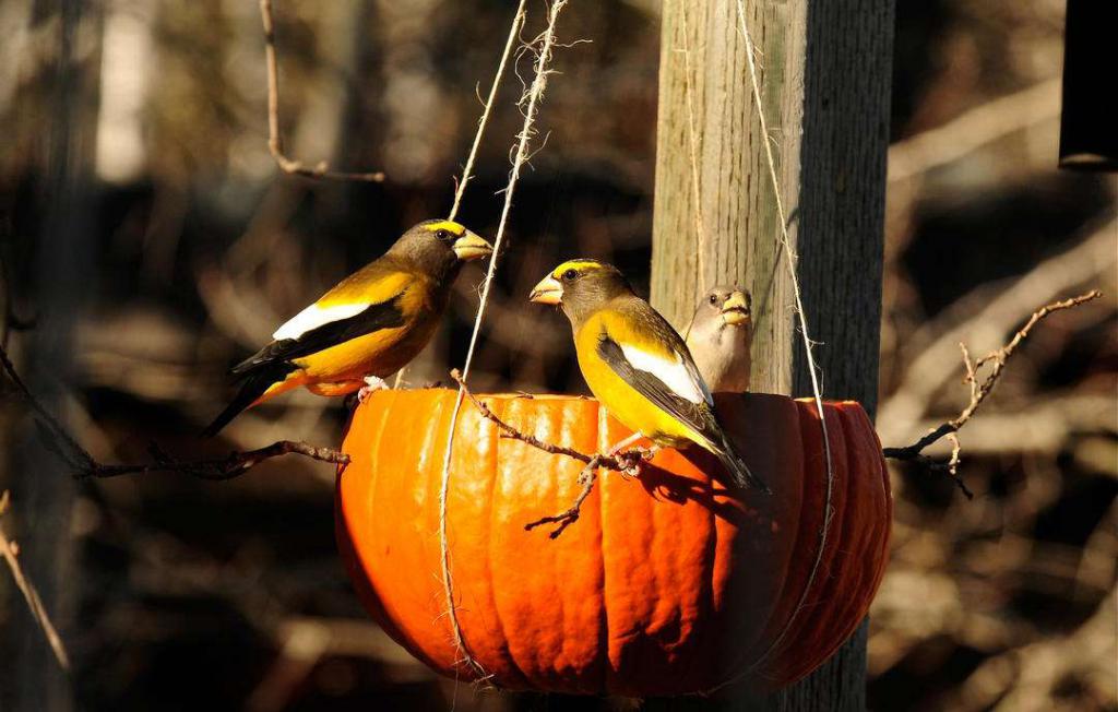 Pumpkin feeder