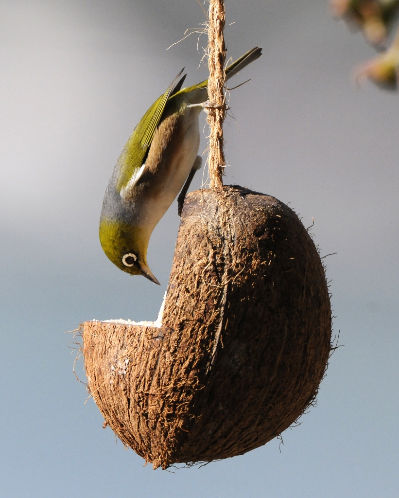 Кормушка для птиц из кокоса