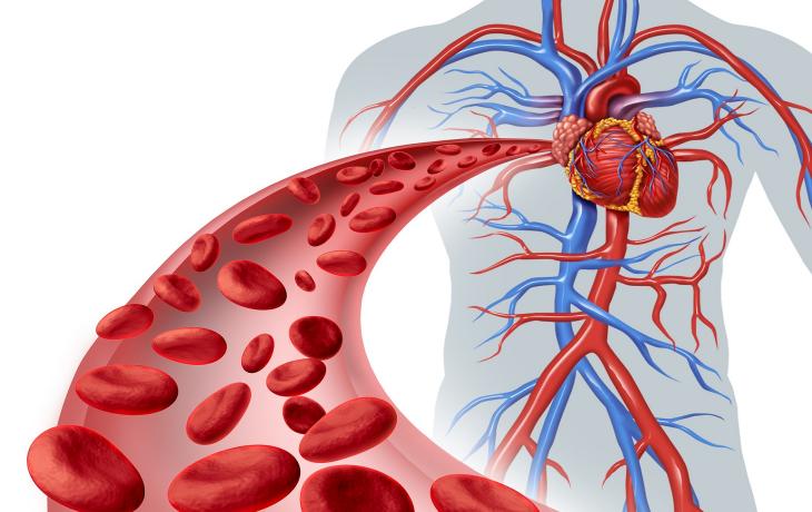 Артерии и вены большого круга кровообращения