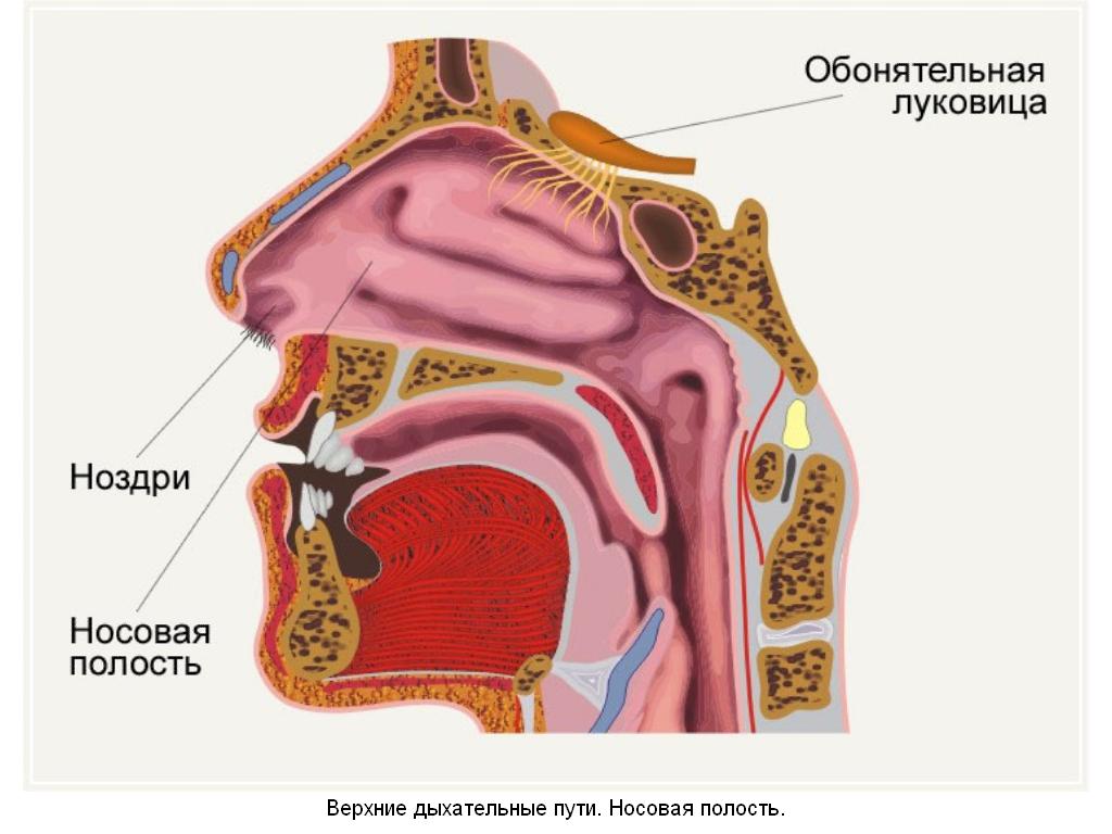 Органы верхних дыхательных путей человека фото