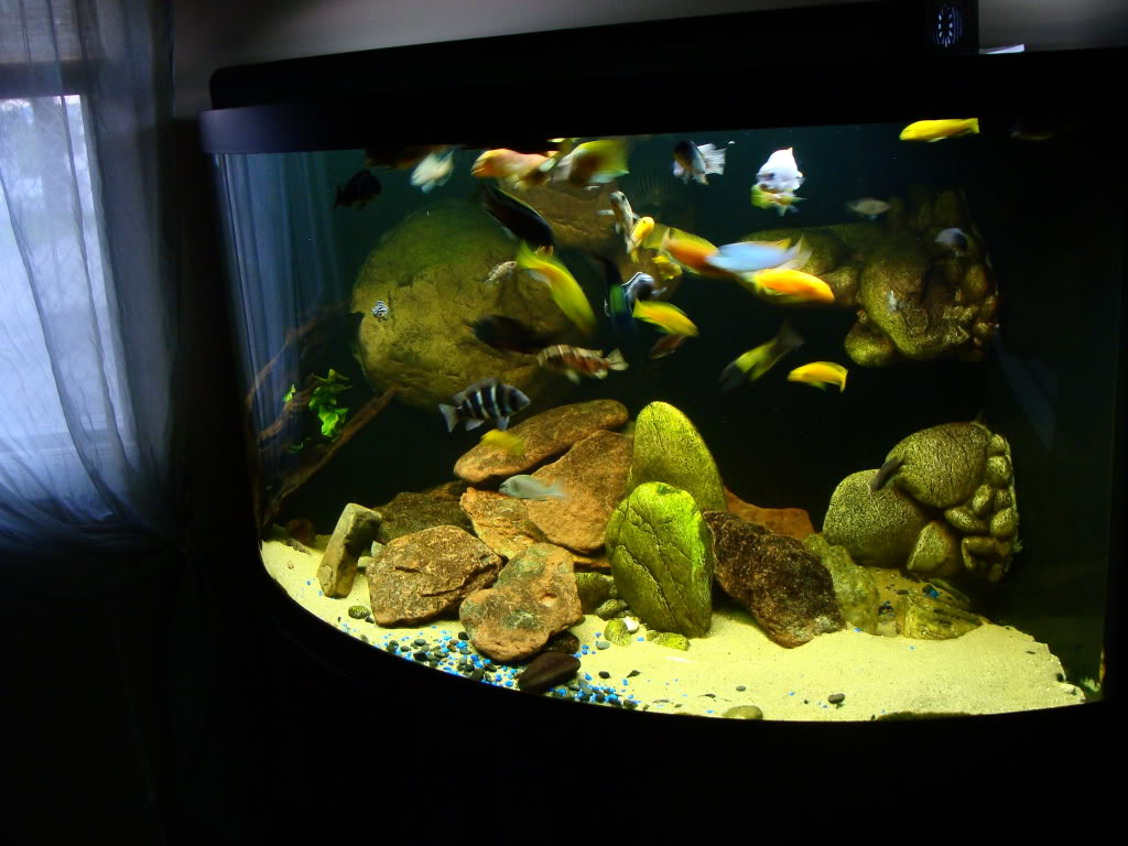 Угловой аквариум с замшелыми камнями