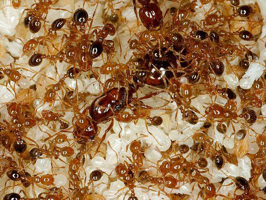 Колония муравьев