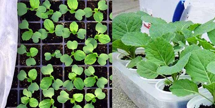 Seedlings of kohlrabi cabbage